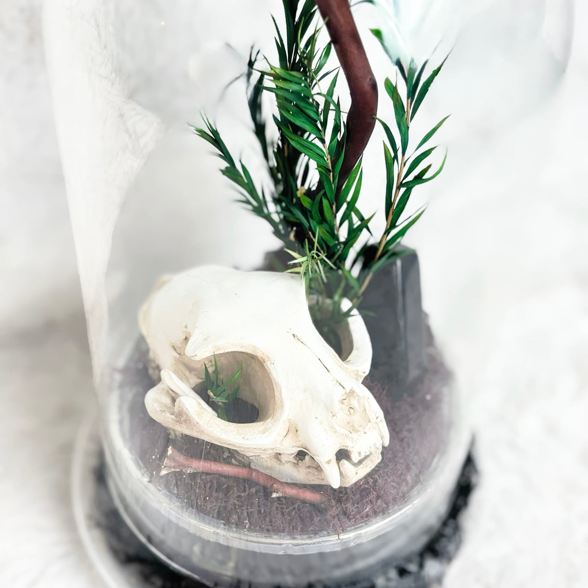 A small decorative terrarium under a clear glass dome, featuring a cream-colored animal skull, green foliage, a brown twig branch, and dark soil on a white textured background.