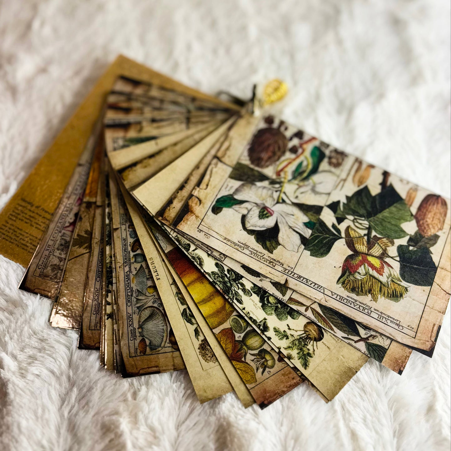 Herb Information Cards
