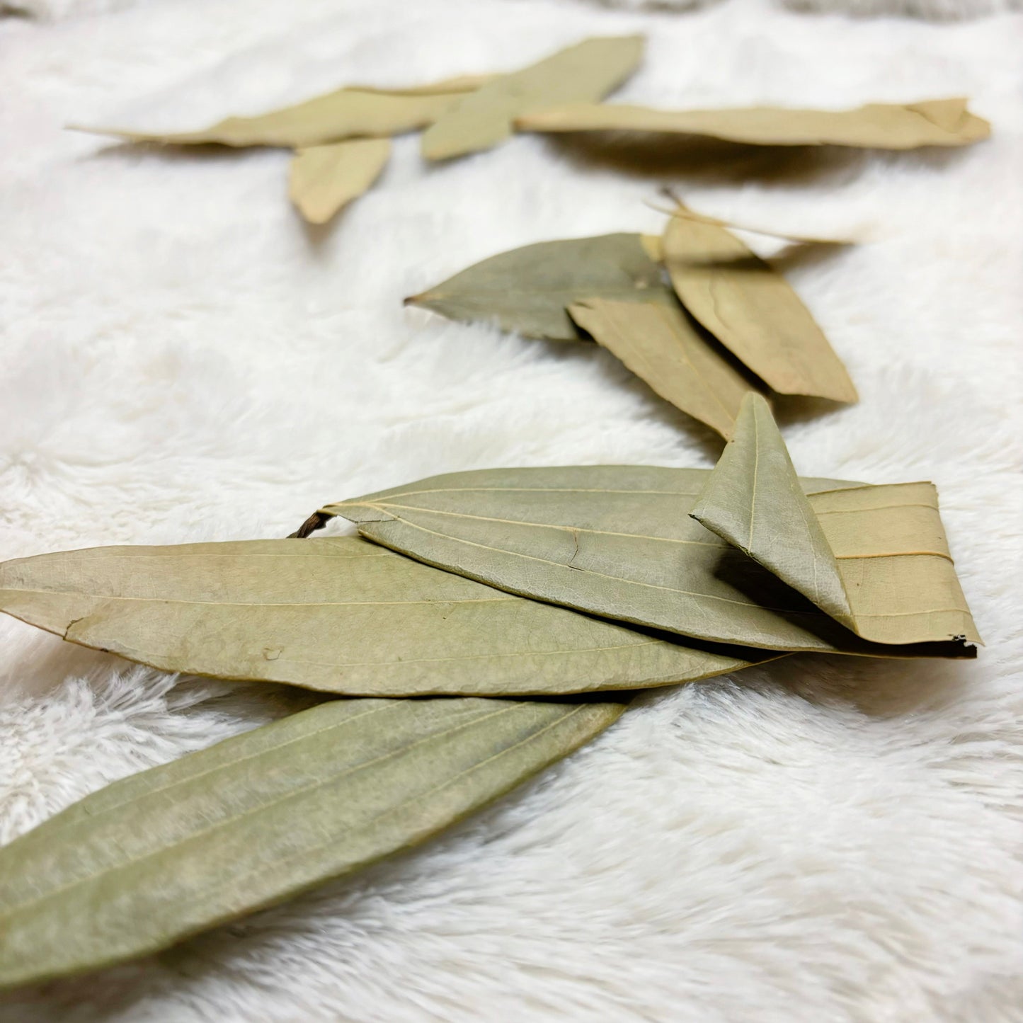 Dried Herbs | Bay Leaf Whole