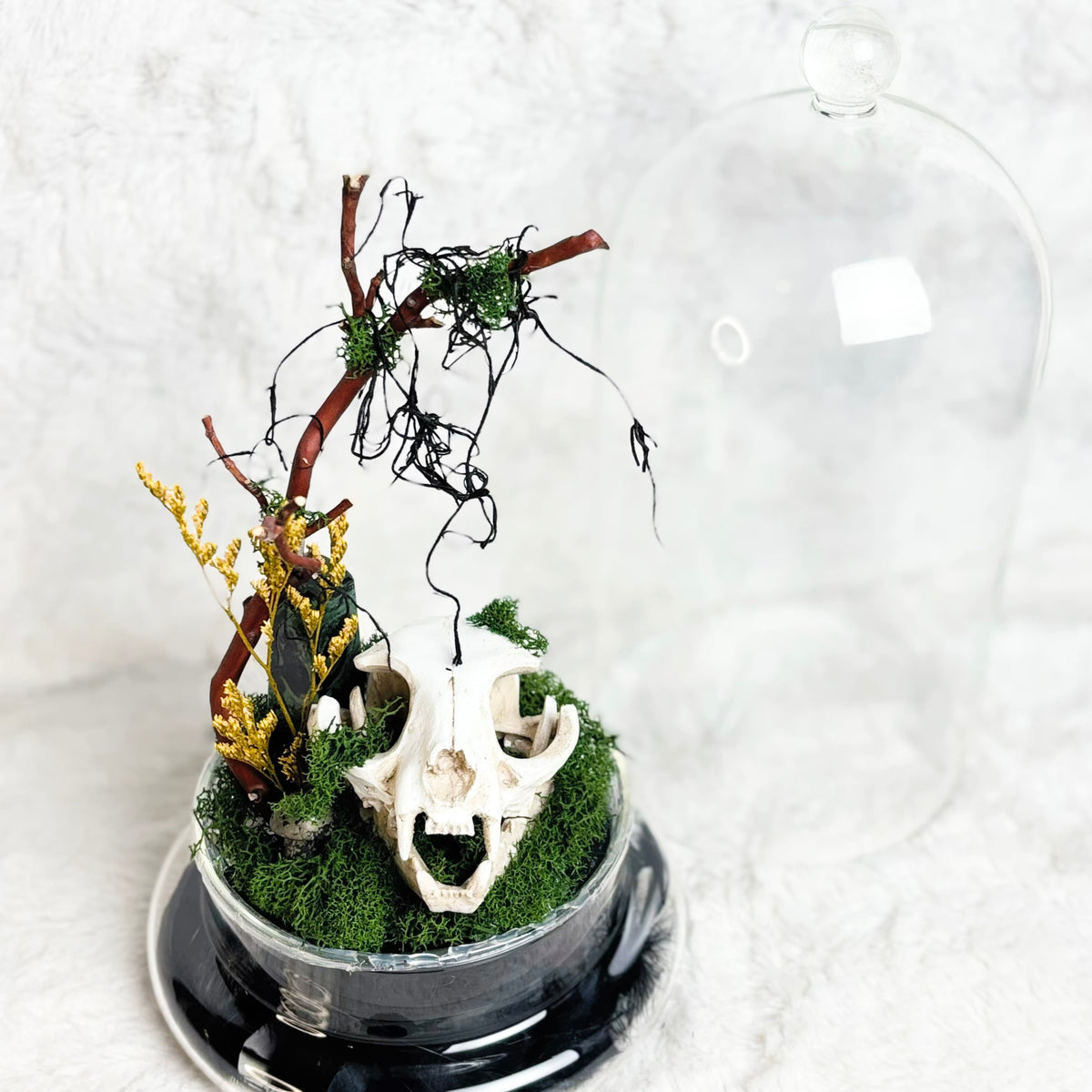 A small decorative miniature scene in a clear glass dome with a black base, featuring green moss, a white animal skull, thin dark branches, and small yellow floral accents, photographed on a white textured background.