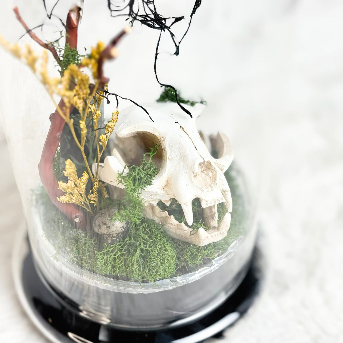 A small glass terrarium with a clear dome and black base, containing green moss, a white animal skull, yellow dried flowers, and dark twigs on a soft white background.