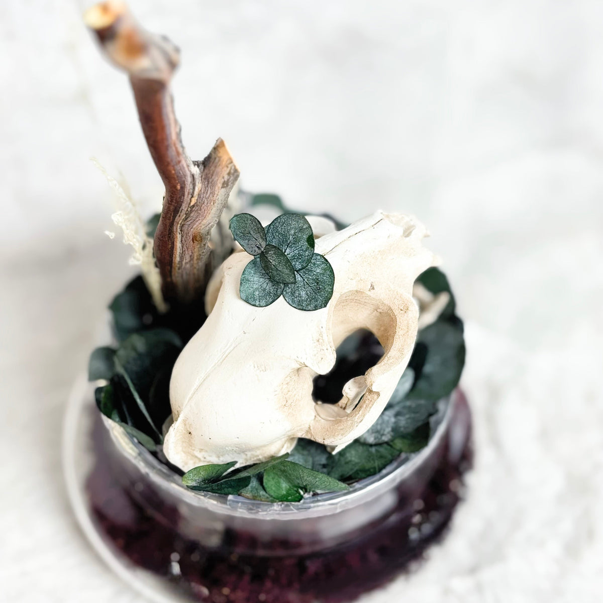 A decorative glass terrarium containing a white animal skull, dark green leaves, a small twig branch, and a deep purple base, photographed on a soft white textured surface.