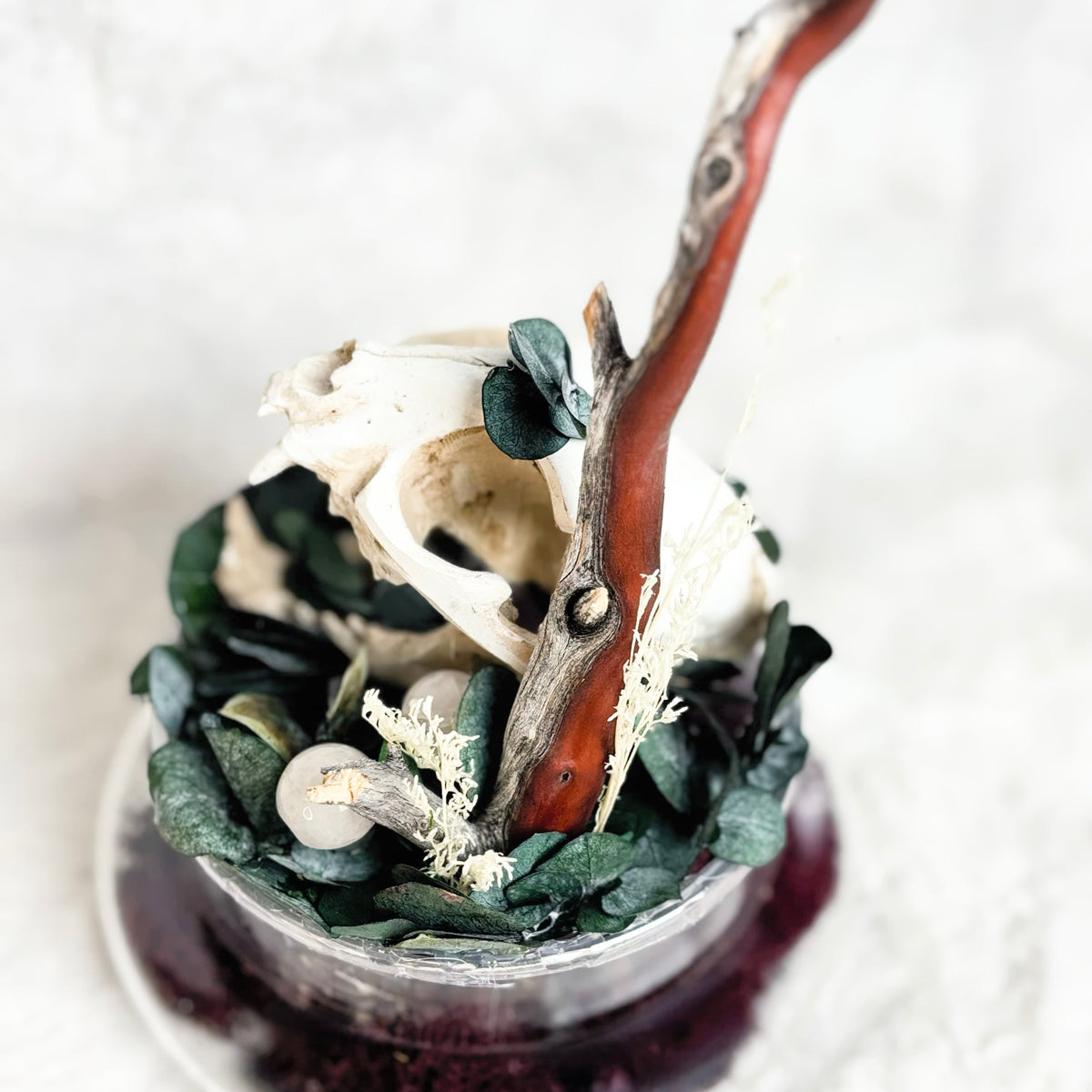 A decorative glass terrarium containing a white animal skull, dark green leaves, a small twig branch, and a deep purple base, photographed on a soft white textured surface.