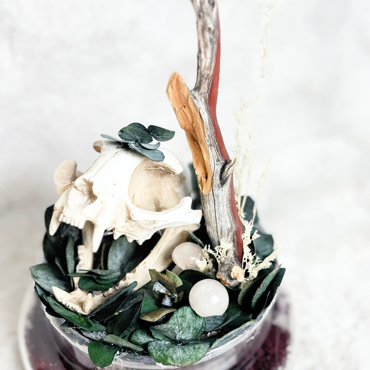 A decorative skull arrangement in a clear glass bowl, featuring a white animal skull, dark green leaves, white stones, a piece of driftwood, and a tall branch on a white textured background.