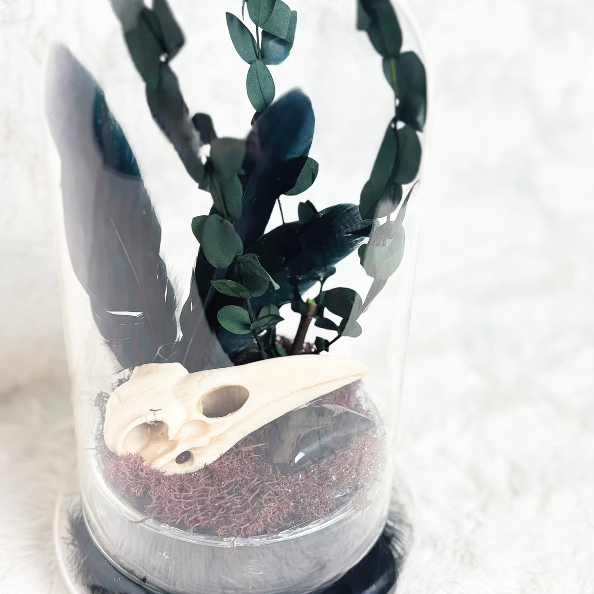 A gothic-style decorative arrangement in a glass cloche, featuring black feathers, green eucalyptus stems, a cream bird skull, and dark shell pieces resting on textured burgundy moss.