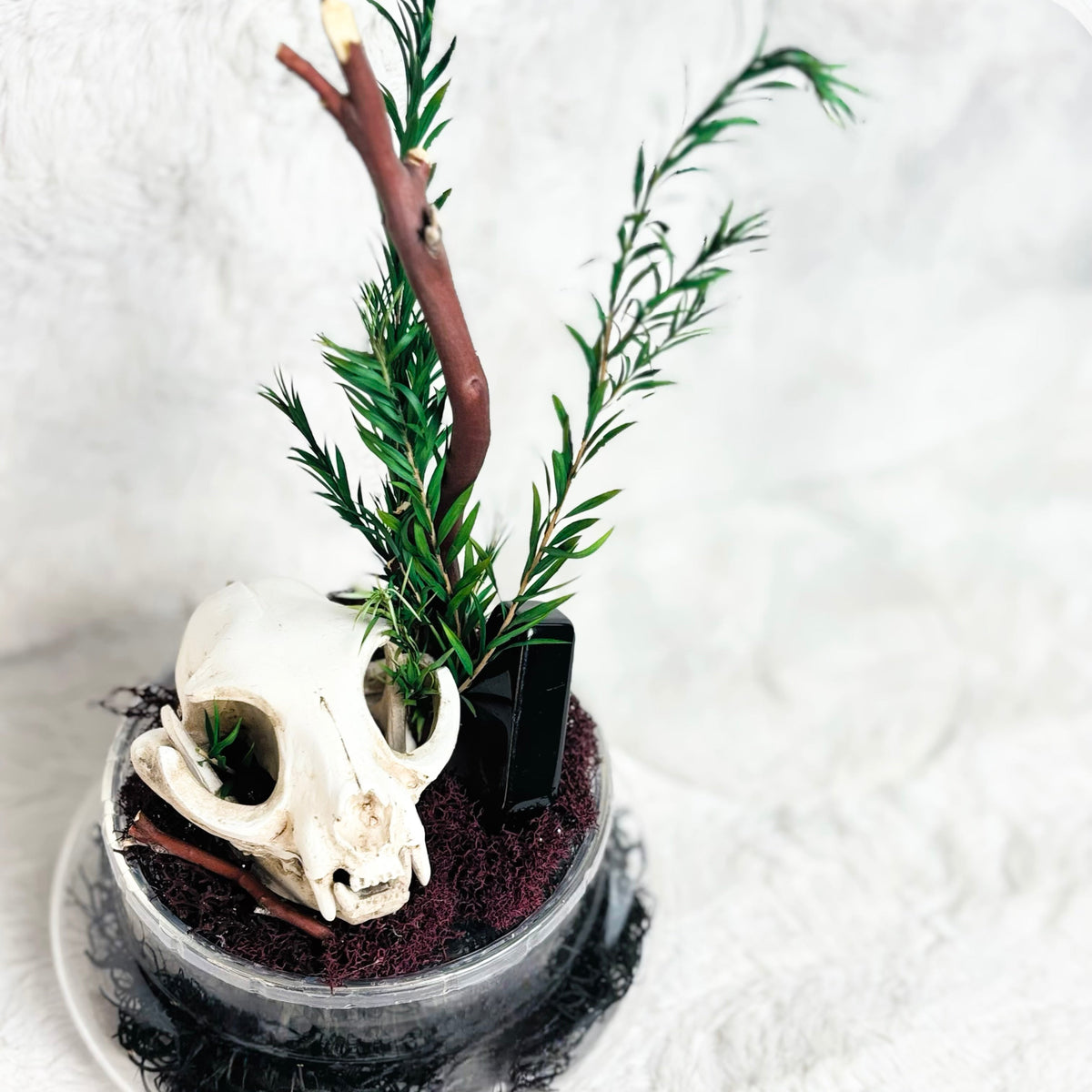 A decorative miniature scene in a clear round planter featuring a white animal skull, green needle-like plants, a brown branch, dark soil, and black moss on a white textured background.