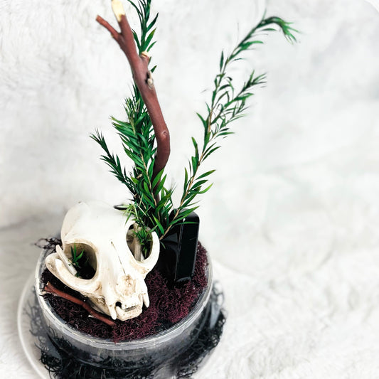 A decorative miniature scene in a clear round planter featuring a white animal skull, green needle-like plants, a brown branch, dark soil, and black moss on a white textured background.