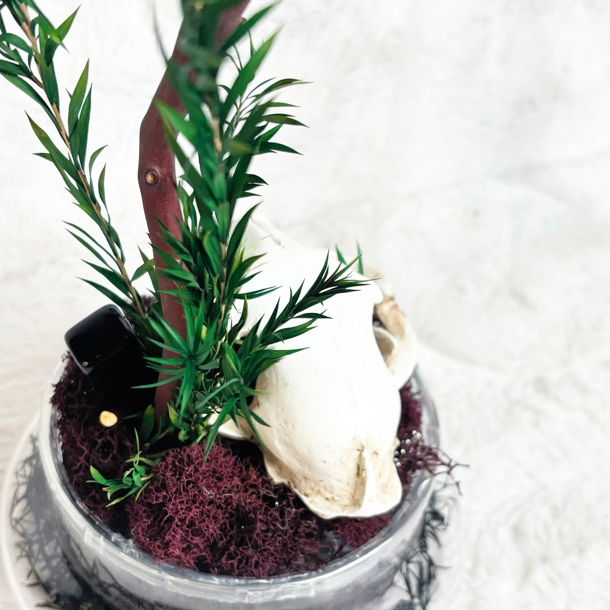 A gothic-style miniature tabletop arrangement in a small clear glass bowl, featuring a small green plant with a brown stem, a white animal skull, dark burgundy moss, black spider decorations, and a black circular accent, set against a white textured background.
