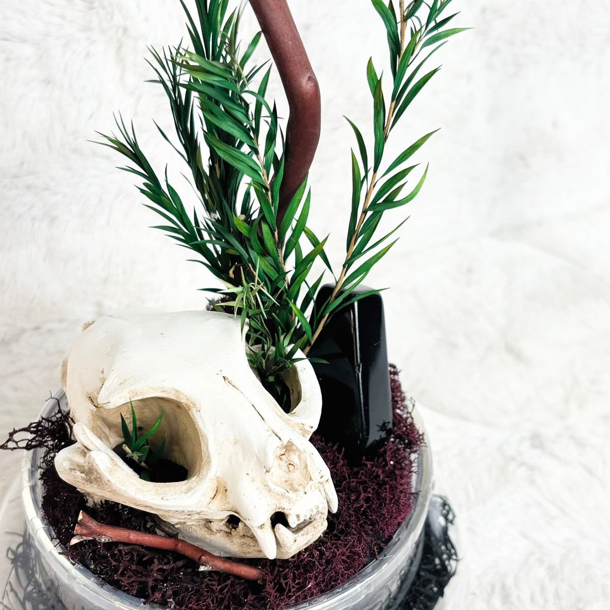 A decorative skull arrangement in a round clear container with dark soil, green needle-like stems, a curved brown branch, and black tinsel, photographed against a white textured background.