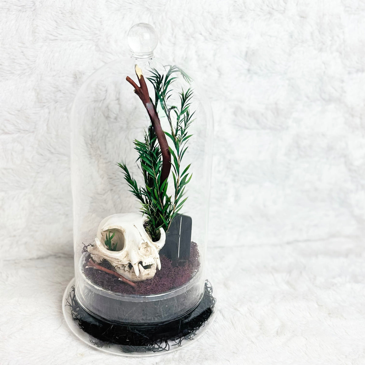 A gothic-style miniature terrarium under a clear glass cloche, featuring a white animal skull, green pine sprigs, a brown branch, and dark soil on a white textured background.