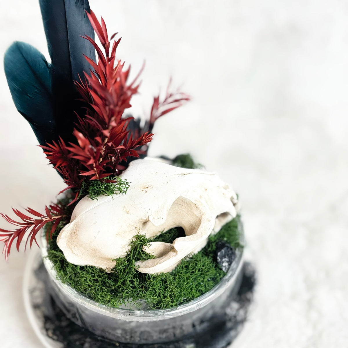 A decorative gothic-style arrangement featuring a white animal skull resting on green moss inside a small clear glass bowl, with dark teal and black feathers and red spiky faux foliage on a white surface.