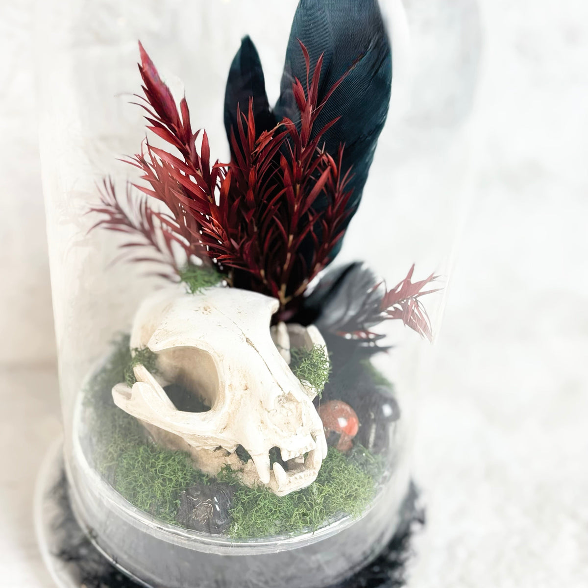 A decorative cloche display featuring a white animal skull, dark blue feathers, burgundy artificial foliage, green moss, and small stones inside a clear glass dome on a white textured background.