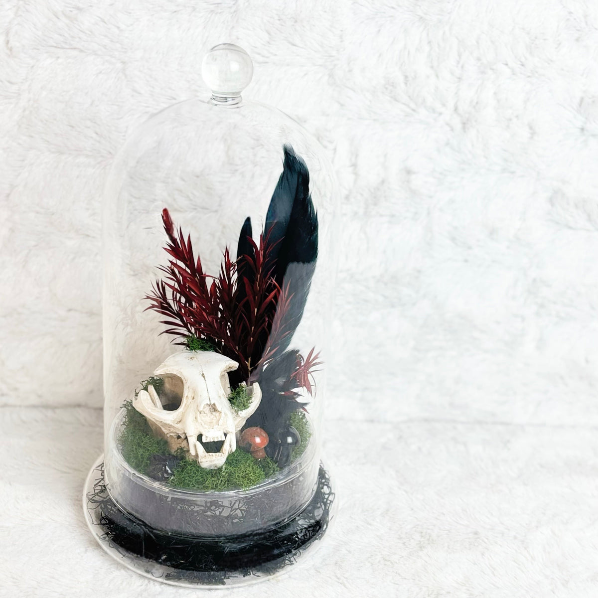 A clear glass cloche dome with a round knob and base, containing a small decorative arrangement with a white animal skull, dark red dried foliage, green moss, and a black feather, photographed against a white textured wall.