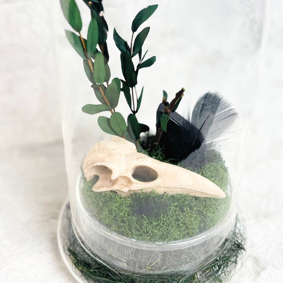 A small decorative terrarium under a clear glass cloche, featuring green moss, a beige bird skull, dark green leaves, and black feathers on a white textured background.