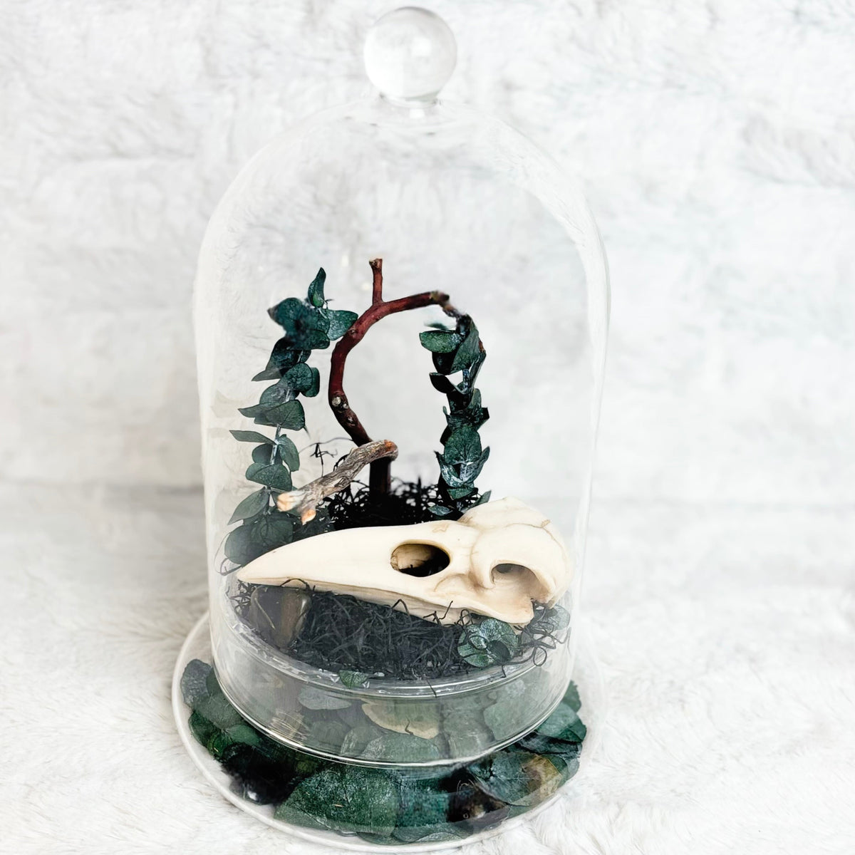 A glass cloche terrarium with a clear glass dome and base, containing a small arrangement of green ivy, a brown branch, dark moss, and a cream-colored animal skull, set against a white textured background.