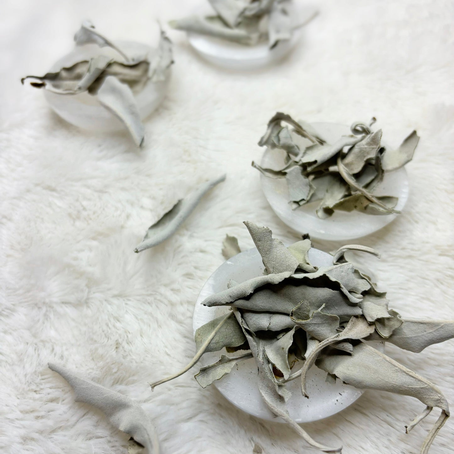 Dried Herbs | White Sage Leaf