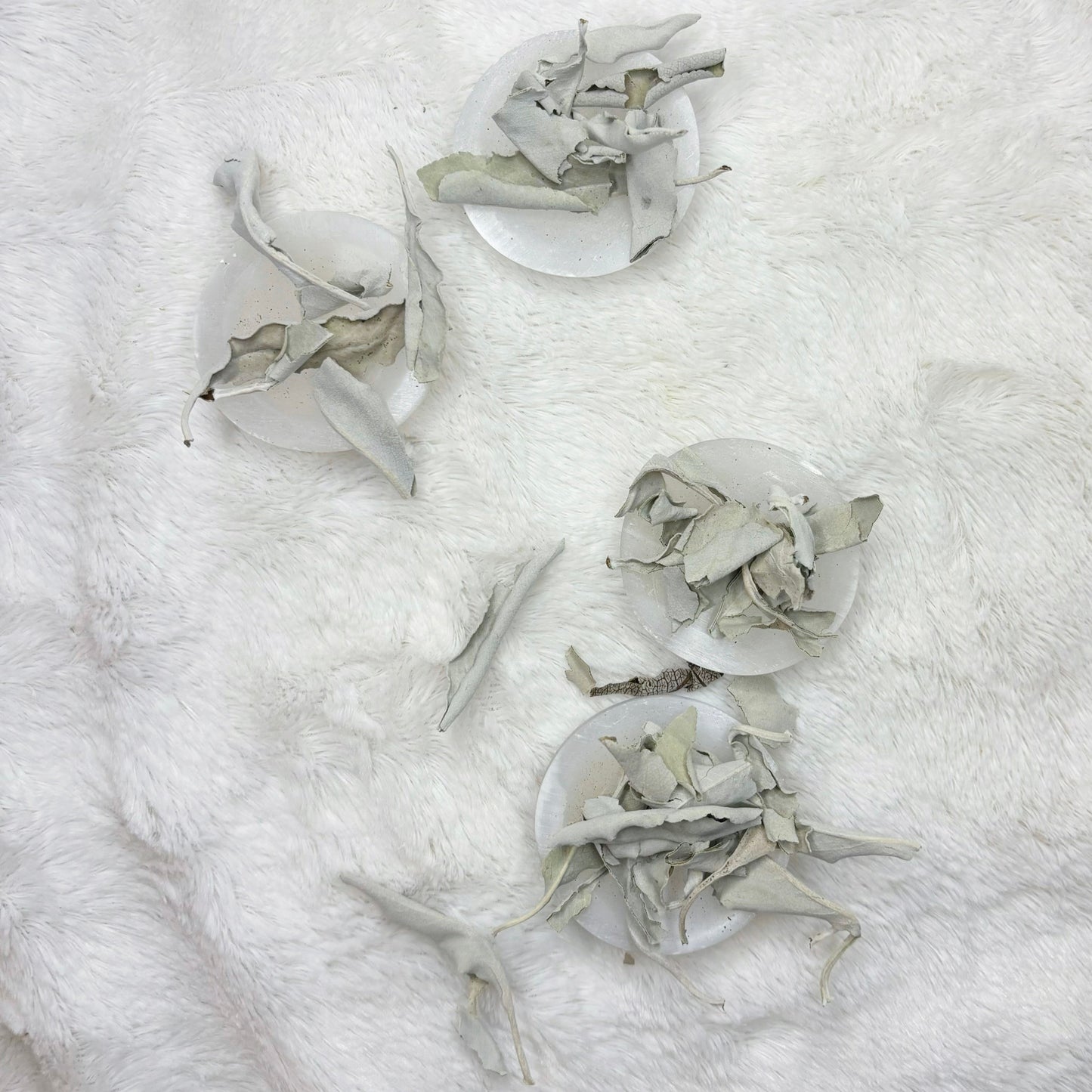 Dried Herbs | White Sage Leaf