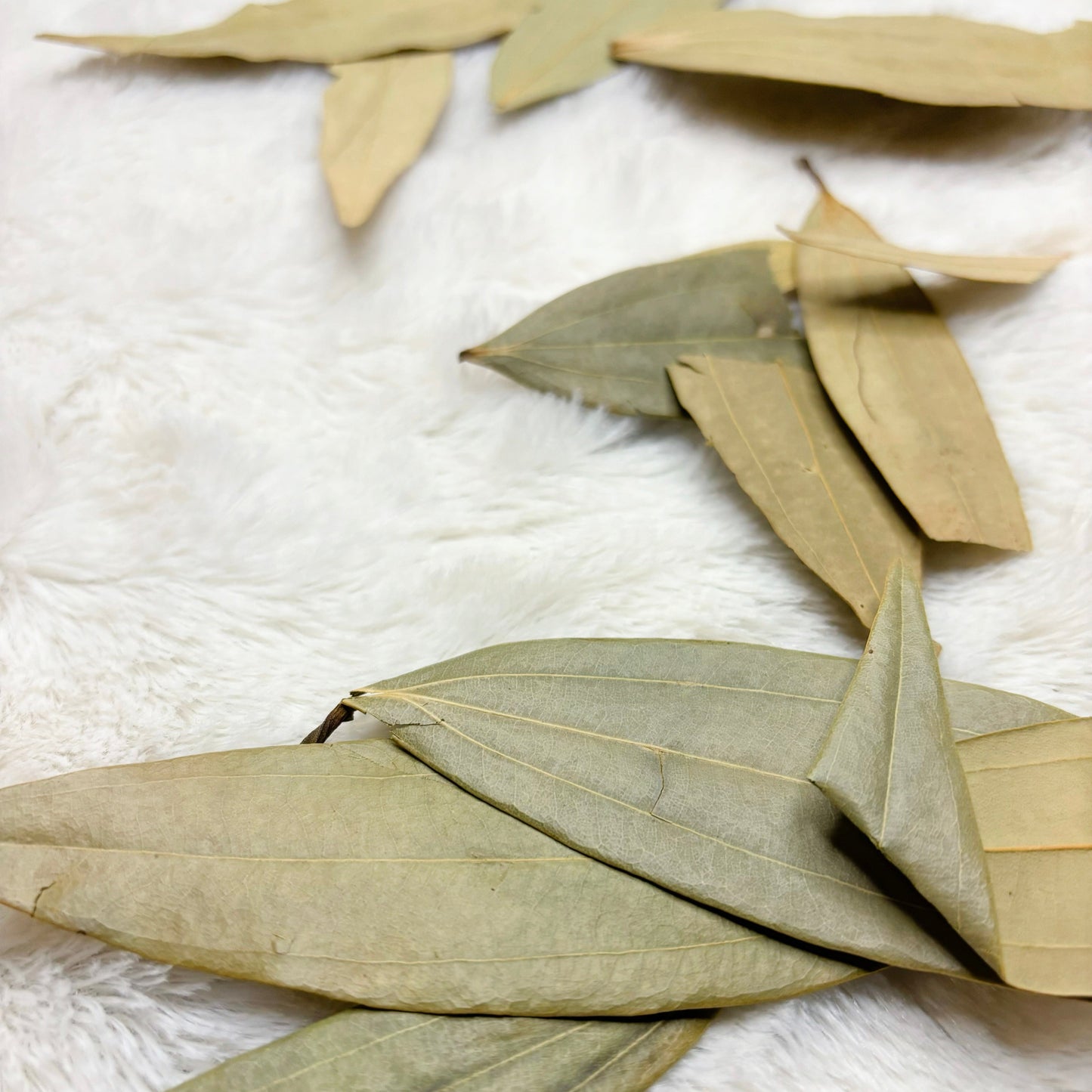 Dried Herbs | Bay Leaf