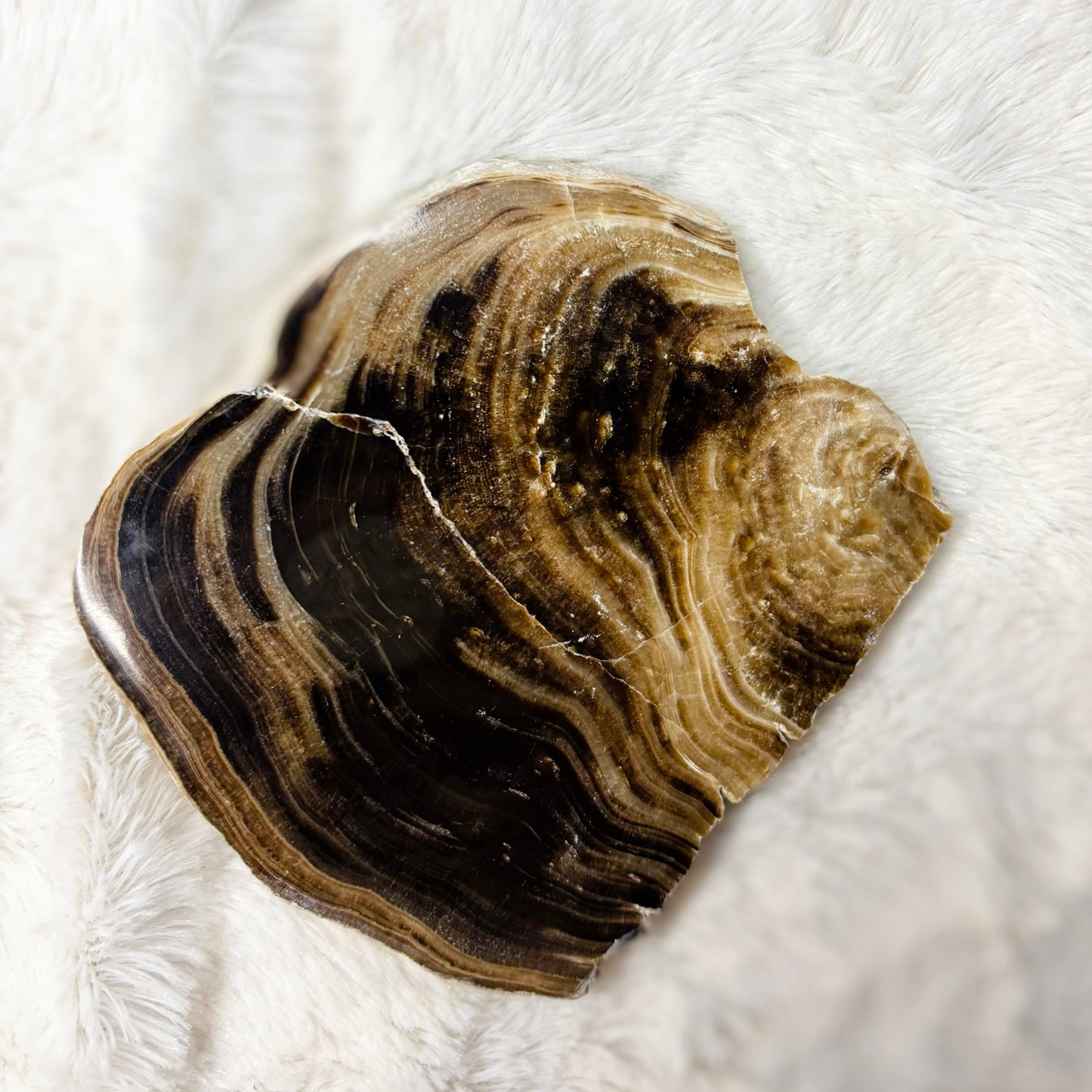 Chocolate Calcite Slice