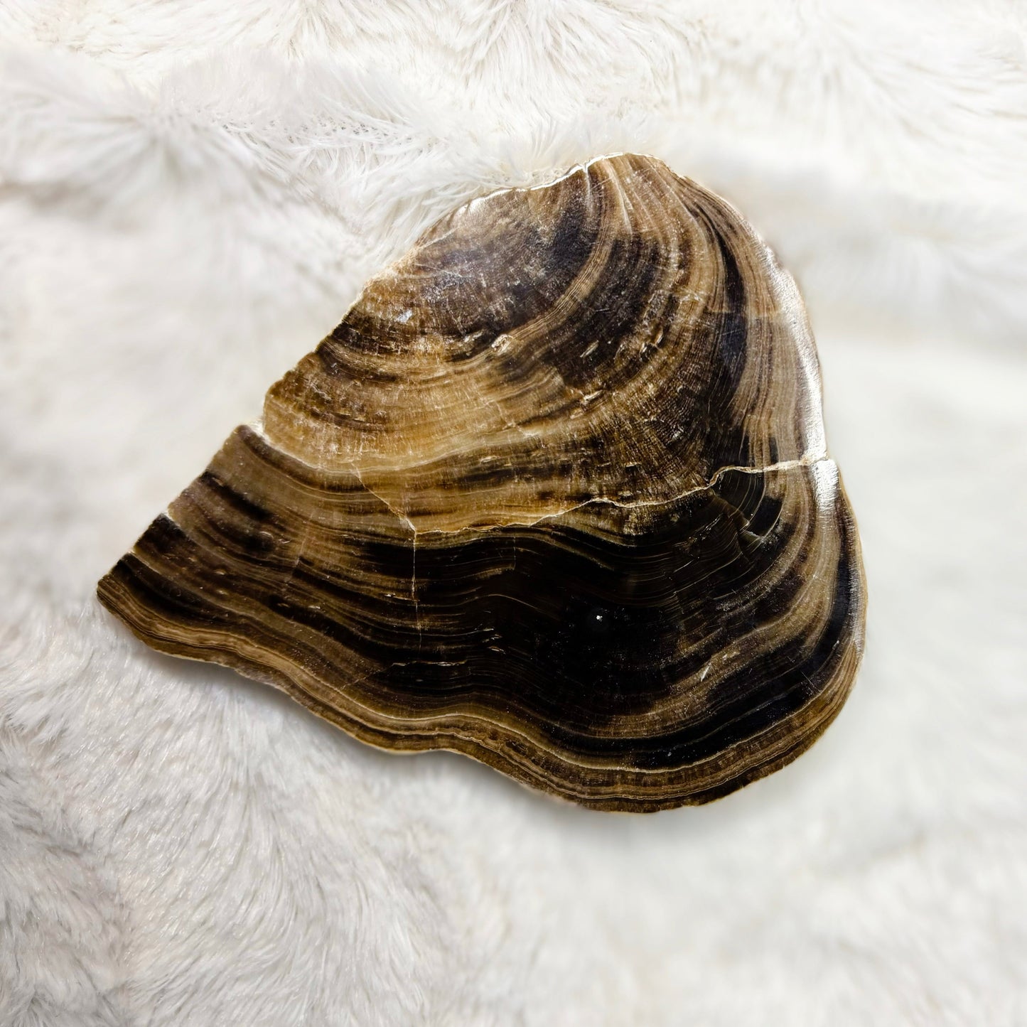 Chocolate Calcite Slice